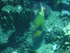 Balistoides viridescens