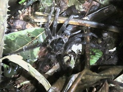 Theraphosinae