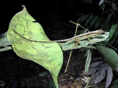 Anolis trachyderma