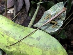 Anolis trachyderma