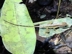 Anolis trachyderma