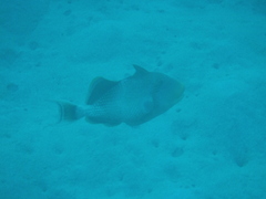 Balistoides viridescens