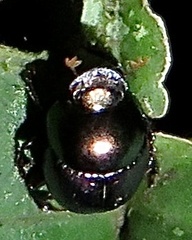 Canthidium