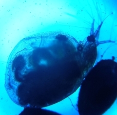 Simocephalus