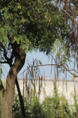 Phoenicurus ochruros