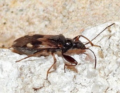 Pseudopamera