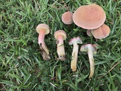 Boletus patrioticus