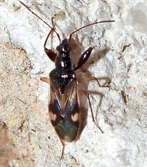 Pseudopamera