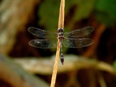 Macrothemis