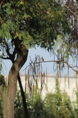 Phoenicurus ochruros