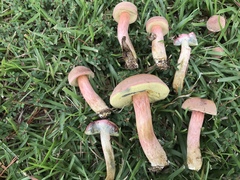 Boletus patrioticus