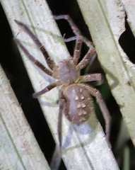 Phoneutria fera
