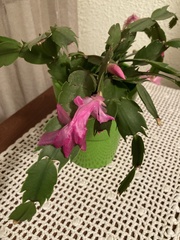 Schlumbergera