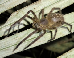 Phoneutria fera