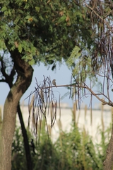 Phoenicurus ochruros