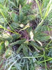 Aloe greatheadii davyana