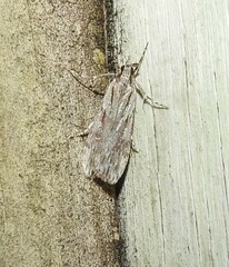 Scoparia indistinctalis