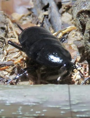 Blattinae
