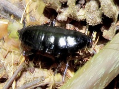 Blattinae