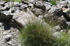 Poa variegata