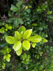 Melicope ×mantellii