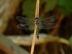 Macrothemis