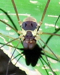Cosmetinae