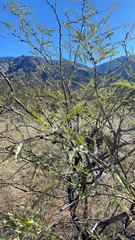 Prosopis velutina