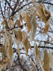 Elaeagnus angustifolia