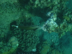 Sufflamen albicaudatum