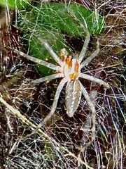 Aglaoctenus castaneus