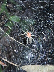 Aglaoctenus castaneus