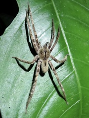 Phoneutria boliviensis