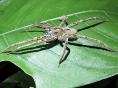 Phoneutria boliviensis