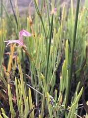 Pelargonium laevigatum oxyphyllum