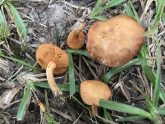 Chalciporus