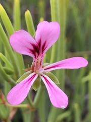 Pelargonium laevigatum oxyphyllum