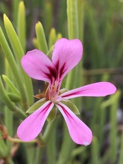 Pelargonium laevigatum oxyphyllum