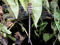 Gynacantha