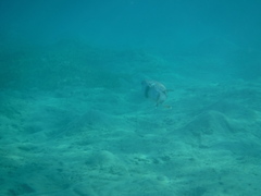 Pseudobalistes flavimarginatus