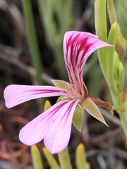 Pelargonium laevigatum oxyphyllum