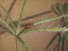 Carpocorini