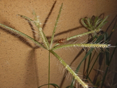Carpocorini