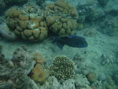 Pseudobalistes fuscus