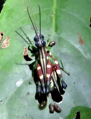 Syntomacris guttulosa