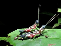 Syntomacris guttulosa