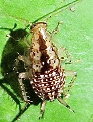 Ectobiidae