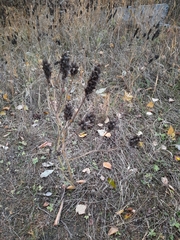 Astragalus uliginosus