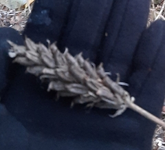 Astragalus uliginosus