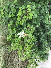 Bauhinia lunarioides